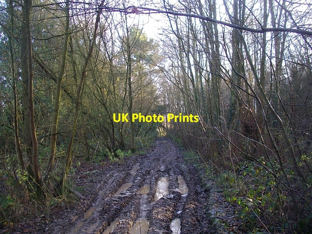 Photo 6"x4" Track in a copse Colwall c2008