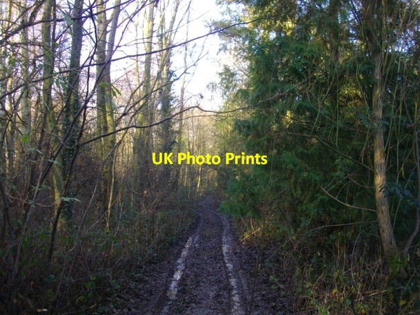 Photo 6"x4" Roadside copse Colwall c2008