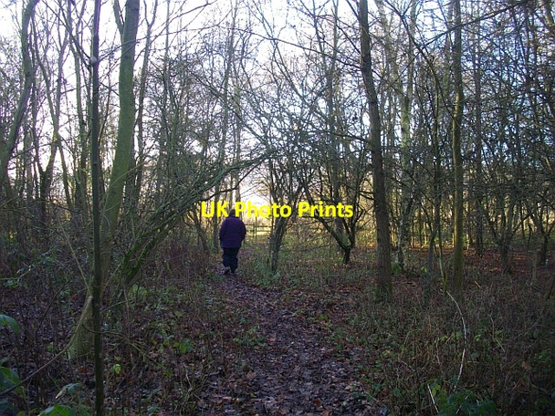 Photo 6"x4" Roadside copse Colwall c2008 P1