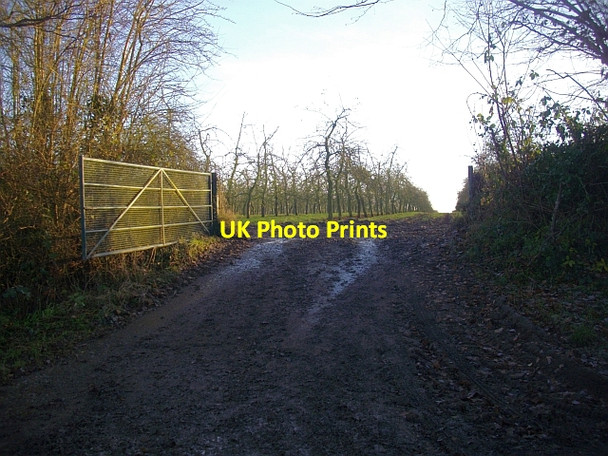 Photo 6"x4" Young Orchard, Old Colwall Colwall c2008