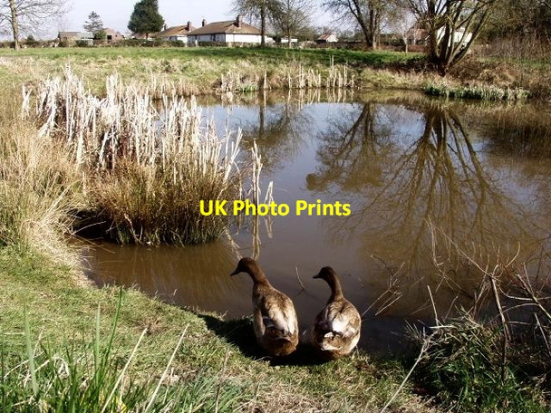 Photo 6"x4" Duck pond at Sinton Green, near Hallow. Oakall Green c2004