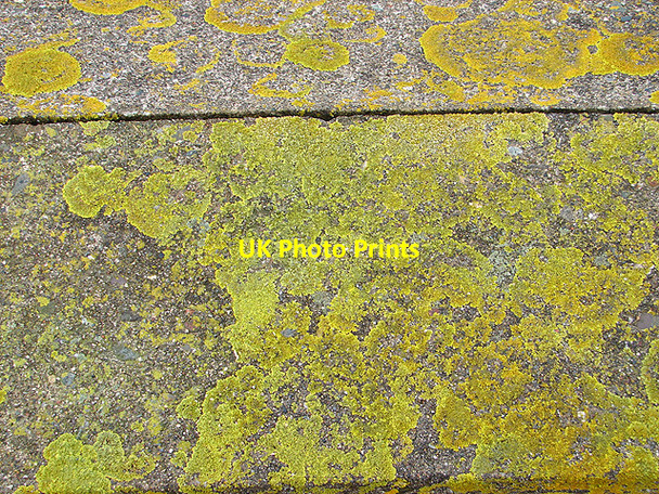 Photo 6"x4" Lichen on concrete at Mochras Llanbedr\/SH5826 c2008