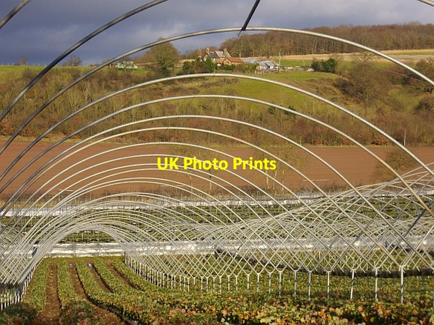 Photo 6"x4" Polytunnels near the Pepper Mill Bromesberrow c2008