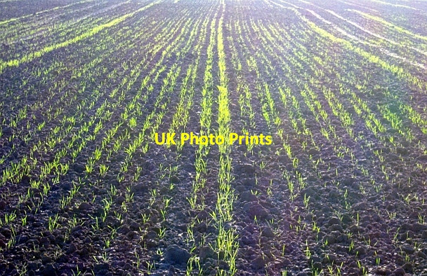 Photo 6"x4" Young crops on the Poet's Path Donnington\/SO7033 c2008