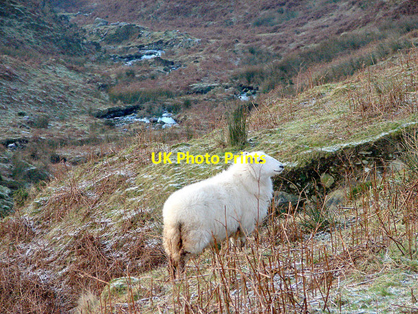 Photo 6"x4" A ewe in upper Cwm-Llinau Aberangell c2008
