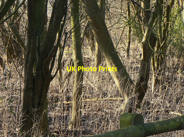 Photo 6"x4" Scrub woodland near Coton Coton\/TL4058 c2008