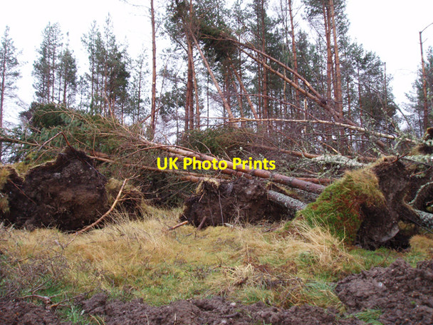 Photo 6"x4" Fallen Trees Littlemill\/NH9150 c2009