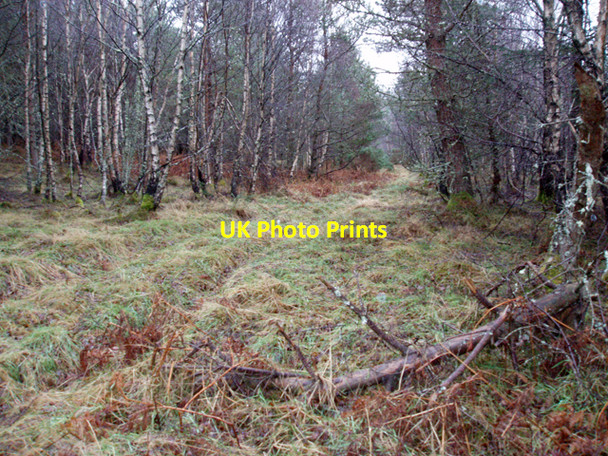 Photo 6"x4" Overgrown Track Relugas c2009
