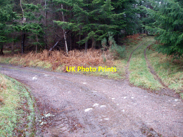 Photo 6"x4" Junction in Blackpark Wood Littlemill\/NH9150 c2009