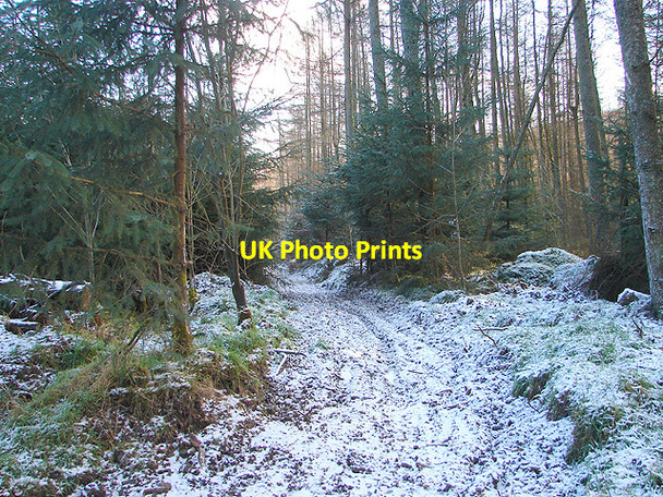 Photo 6"x4" Right of way in Hafren Forest Tynyrwtra\/SN8885 c2009