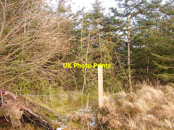Photo 6"x4" The path is straight ahead... Tynyrwtra\/SN8885 c2009