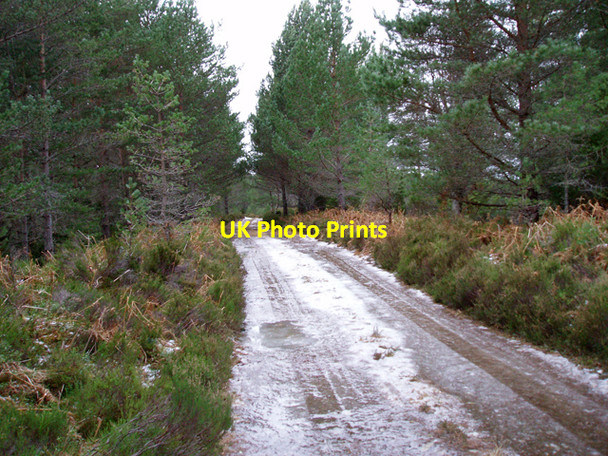 Photo 6"x4" Icy Track in Abernethy Forest Clachaig\/NJ0218 c2009