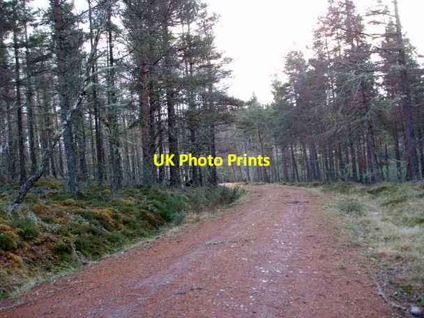 Photo 6"x4" Track in Airdrie Plantations Ferness c2009