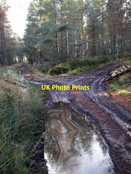 Photo 6"x4" Track Junction, Wood of Tilliglens Relugas c2009