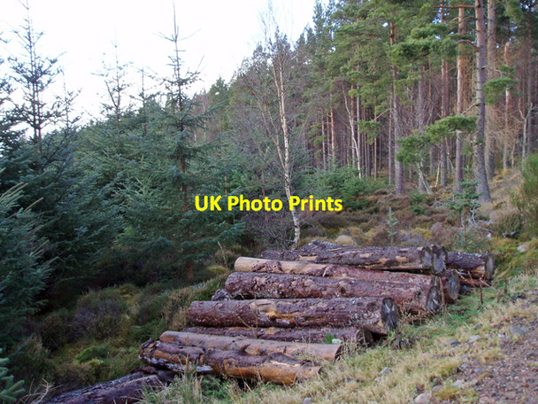 Photo 6"x4" Airdrie Plantations Ferness c2009