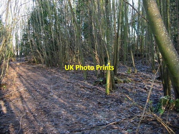 Photo 6"x4" Path through the woods to St Alban's Downs Chillenden c2009
