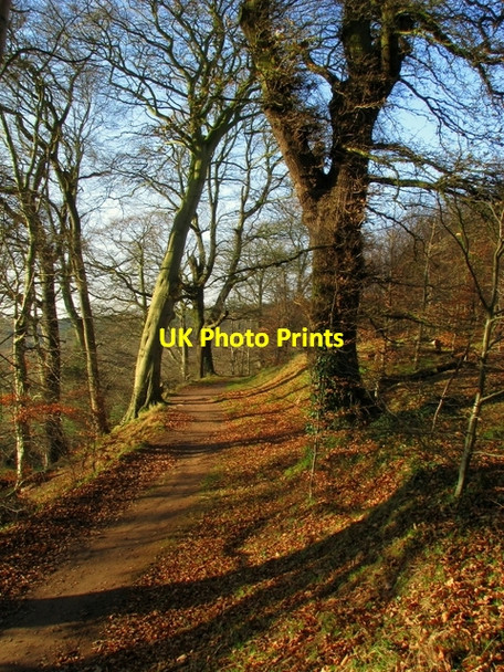 Photo 6"x4" Woodland, Barnetts Demesne Drumbeg\/J3066 c2009 P1
