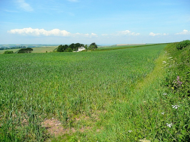 Photo 6"x4" Cereal land near Brownstone Kingston\/SX9051 c2009