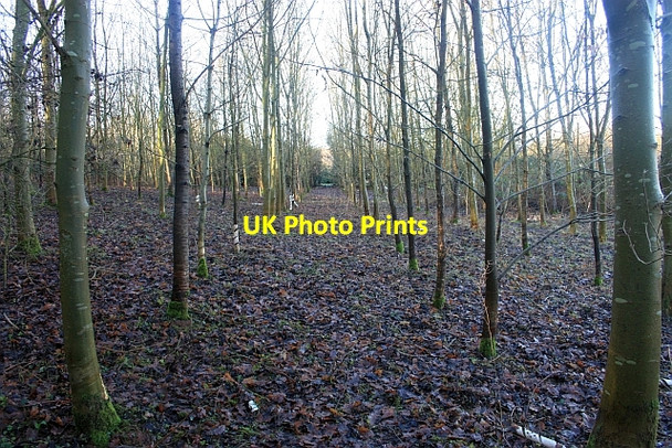 Photo 6"x4" Young Plantation, Upton Tunnel Hill\/SO8440 c2009