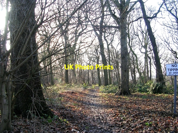 Photo 6"x4" Woodland Track - Oakwood Boundary Road Leeds\/SE3034 c2009