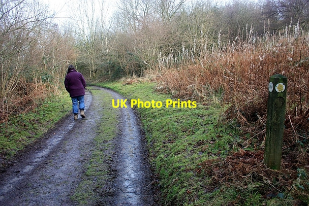 Photo 6"x4" Track to Walm's Well Chandler's Cross\/SO7738 c2009