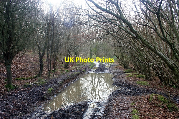Photo 6"x4" Reflective path, Eastnor Chandler's Cross\/SO7738 c2009