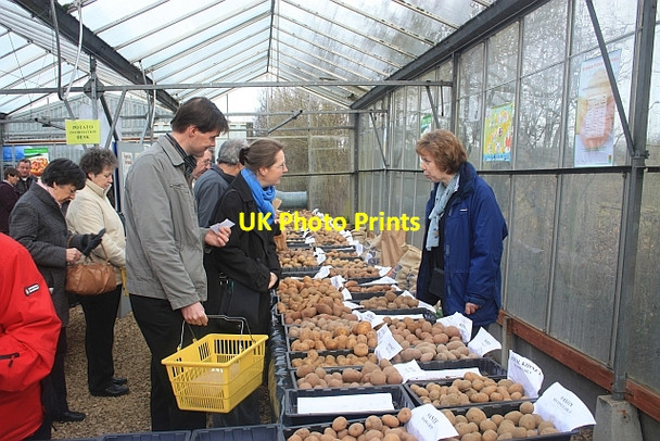 Photo 6"x4" Potato Weekend at Dundry nurseries Bamfurlong\/SO9021 c2009