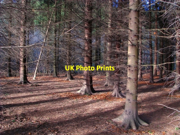 Photo 6"x4" Woodland near the Lagan towpath Dunmurry c2009