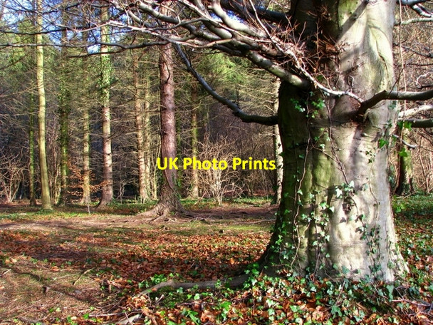 Photo 6"x4" Woodland near the Lagan towpath Dunmurry c2009 P1