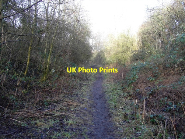 Photo 6"x4" Pilley Nature Reserve west of Pilley Bridge Cheltenham c2009
