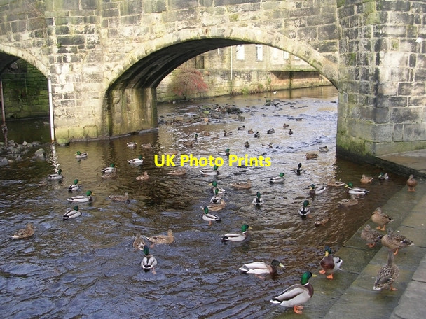 Photo 6"x4" Like Ducks to Water! - Hebden Water, Bridge Gate Hebden Bridge c2009
