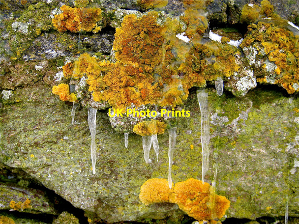 Photo 6"x4" Newburgh: Lichens and icicles on Knockhall Castle Newburgh\/NJ9925 c2009