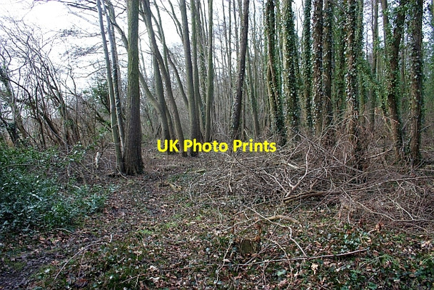 Photo 6"x4" Lower Arles Wood Blackmore End\/SO8144 c2009