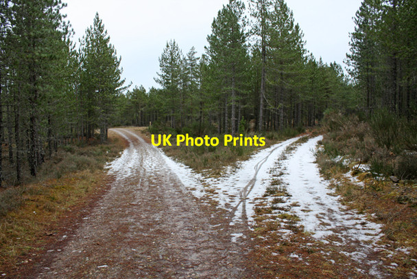 Photo 6"x4" Junction 8, Culbin Forest Kintessack c2009