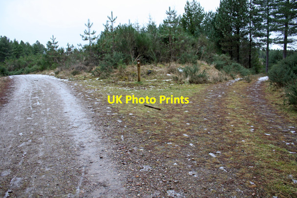 Photo 6"x4" Junction 10, Culbin Forest Kintessack c2009