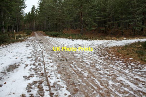 Photo 6"x4" Junction 9, Culbin Forest Cloddymoss c2009