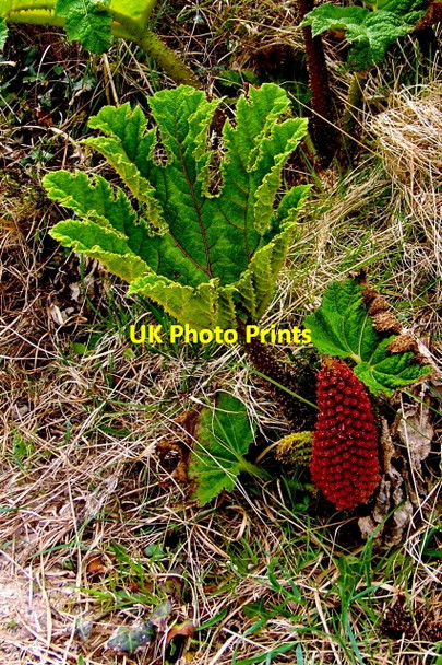 Photo 6"x4" Kincasslagh - Unusual plant south of village area Kincaslough c2008