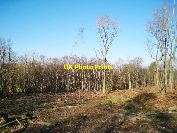 Photo 6"x4" Coppiced Woodland Battle\/TQ7416 c2009
