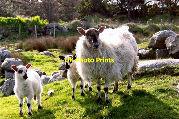 Photo 6"x4" R257 road scene between Glassagh & Derrybeg Carrick\/B8128 c2008 P2
