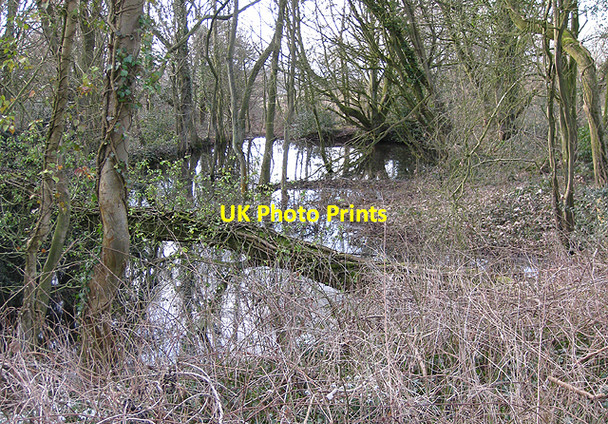 Photo 6"x4" Roadside pond on Garway Common Garway c2009