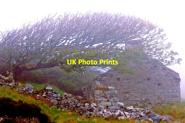 Photo 6"x4" Horn Head - Tree overhanging derelict cottage in fog Dunfanaghy c2008