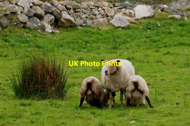 Photo 6"x4" Horn Head - One sheep nursing two lambs Dunfanaghy c2008