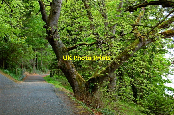 Photo 6"x4" Capuchin Friary - Coastal path at Sheephaven Bay Downies\/C1038 c2008
