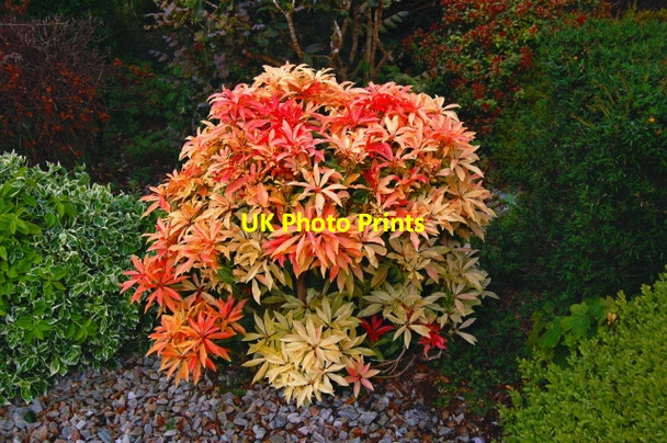 Photo 6"x4" Capuchin Friary just south of Ard's Forest Downies\/C1038 c2008