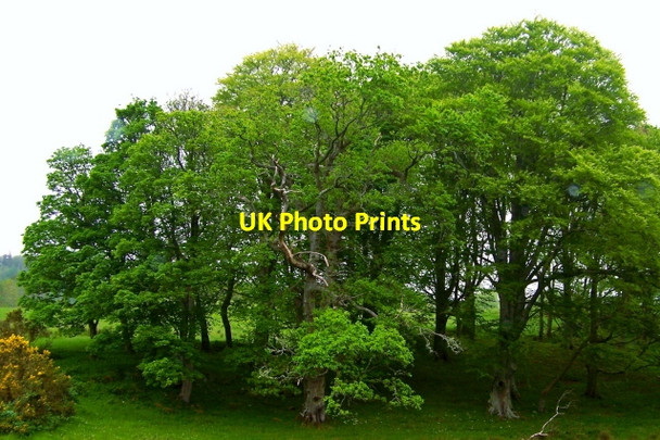 Photo 6"x4" Road from Capuchin Friary south of Ard's Forest Creeslough c2008