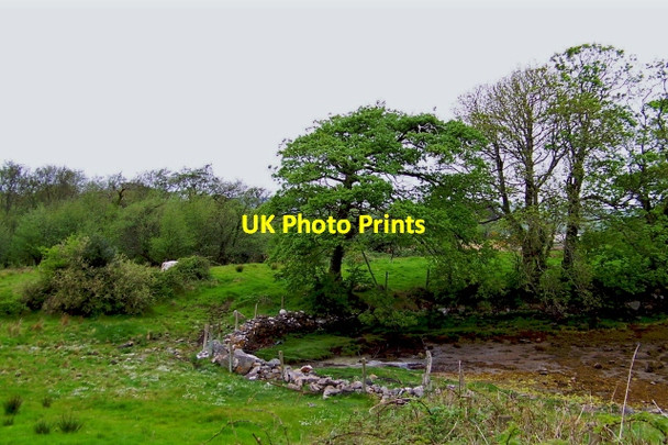 Photo 6"x4" Trees along Sheephaven Bay near Doe Castle Creeslough c2008