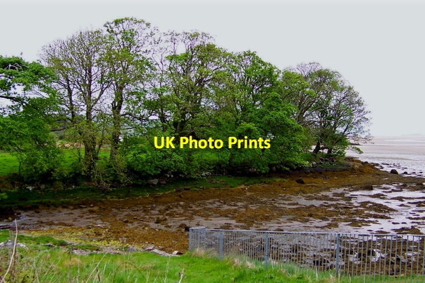 Photo 6"x4" Trees along Sheephaven Bay near Doe Castle Creeslough c2008 P1