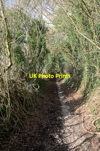 Photo 6"x4" The King's Way south of Whiteflood Farmhouse Baybridge\/SU5223 c2009