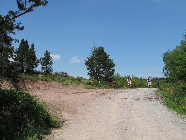 Photo 6"x4" Forest Track Kilworth c2009