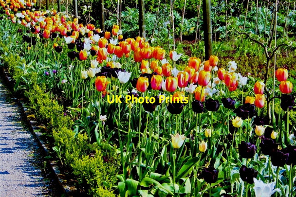 Photo 6"x4" Glenveagh National Park - Flower in Walled Garden Church Hill\/C0615 c2008